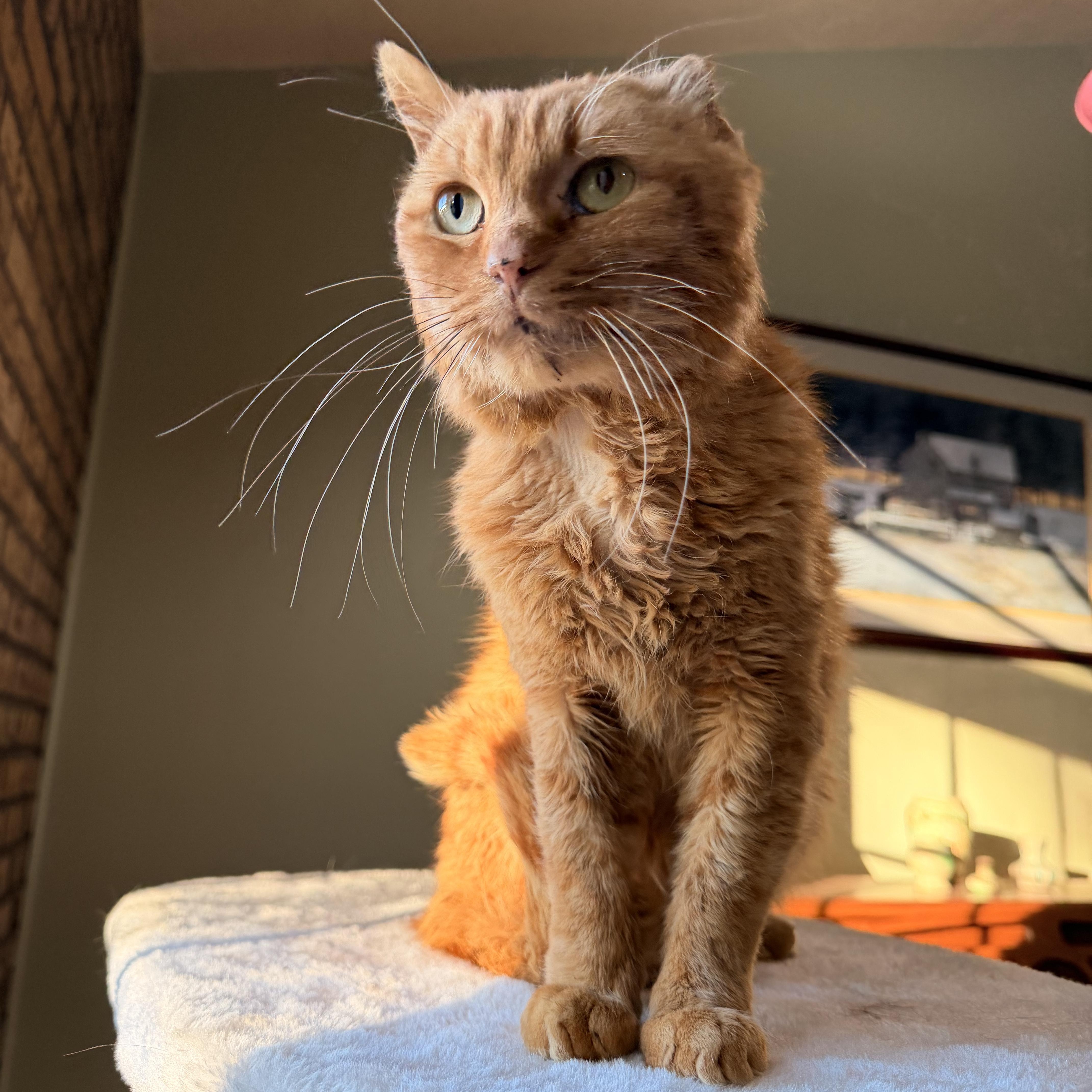 Orange Julius (OJ), Adoptable, Senior Male Domestic Short Hair.