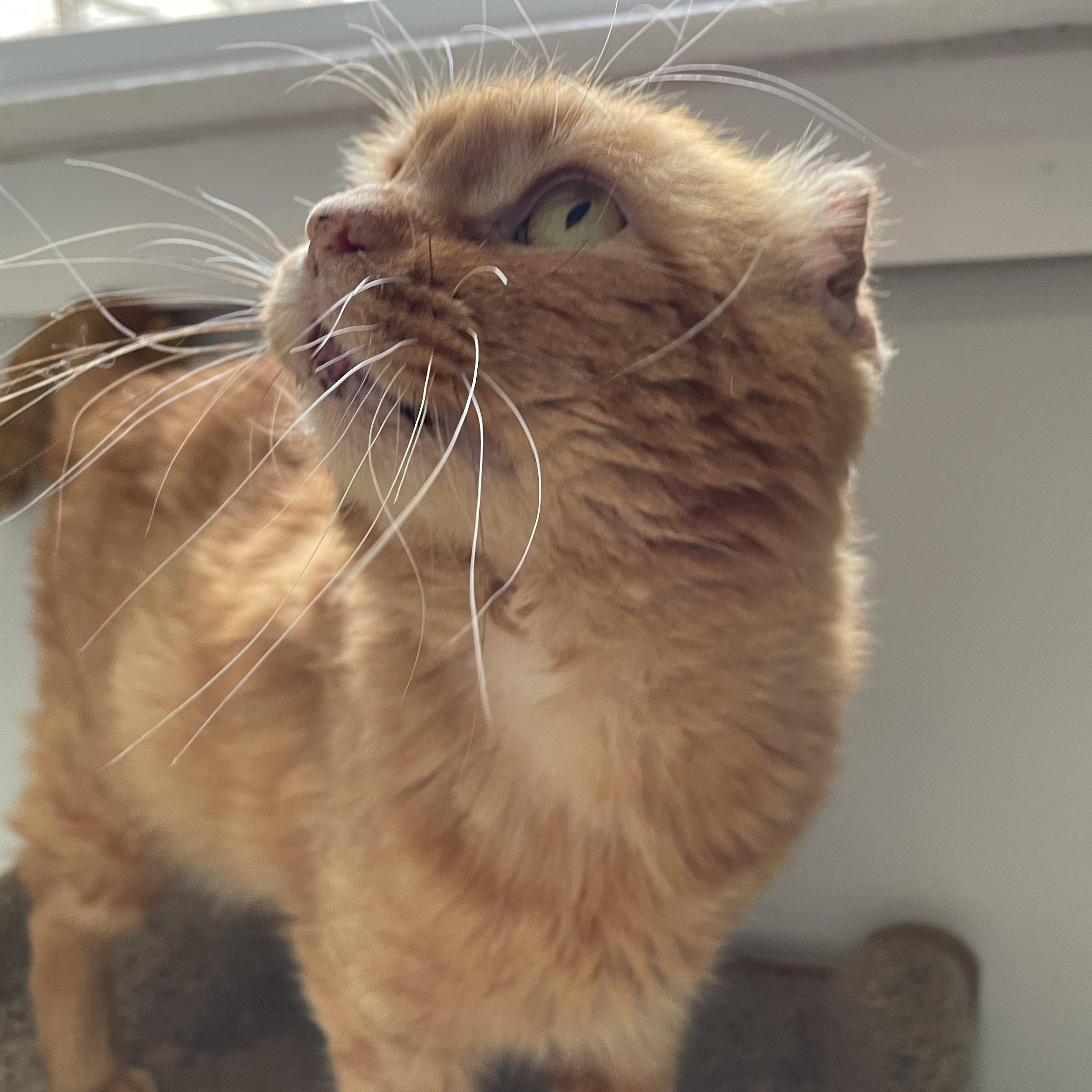 Orange Julius (OJ), a Adoptable Domestic Short Hair in Scranton, PA image 3/6