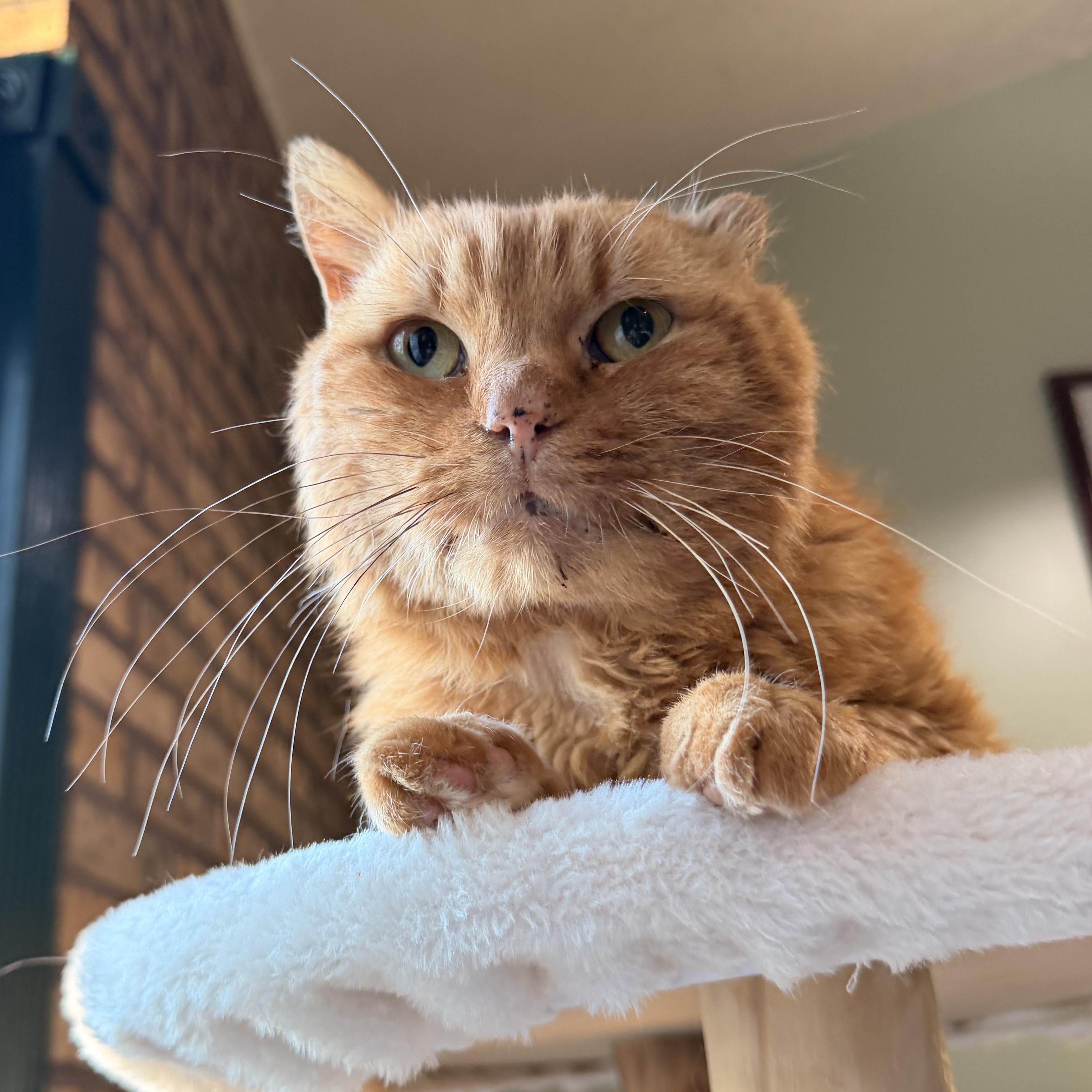 Orange Julius (OJ), a Adoptable Domestic Short Hair in Scranton, PA image 4/6
