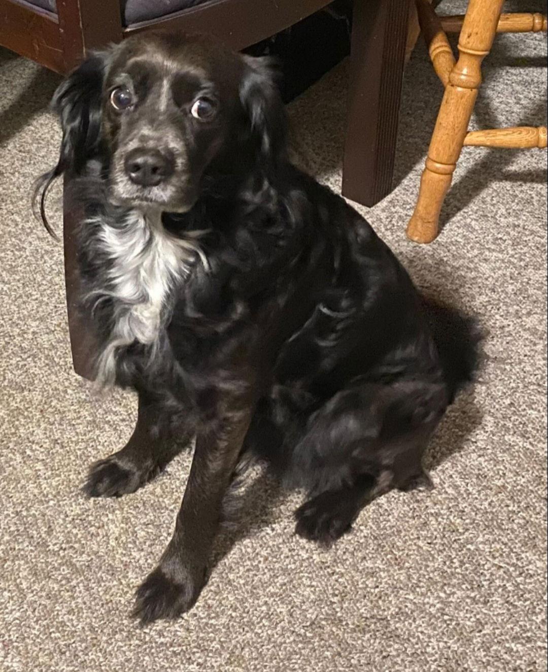 Enlarge Gracie, a Adoptable English Cocker Spaniel in Escondido, CA image 1/3