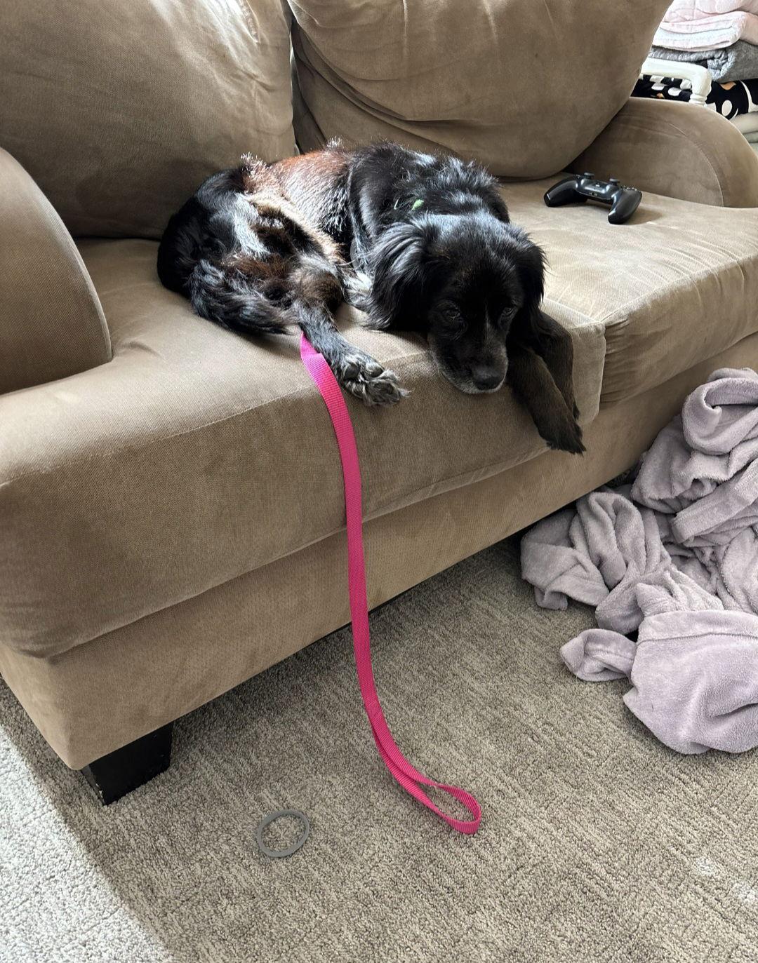 Enlarge Gracie, a Adoptable English Cocker Spaniel in Escondido, CA image 2/3