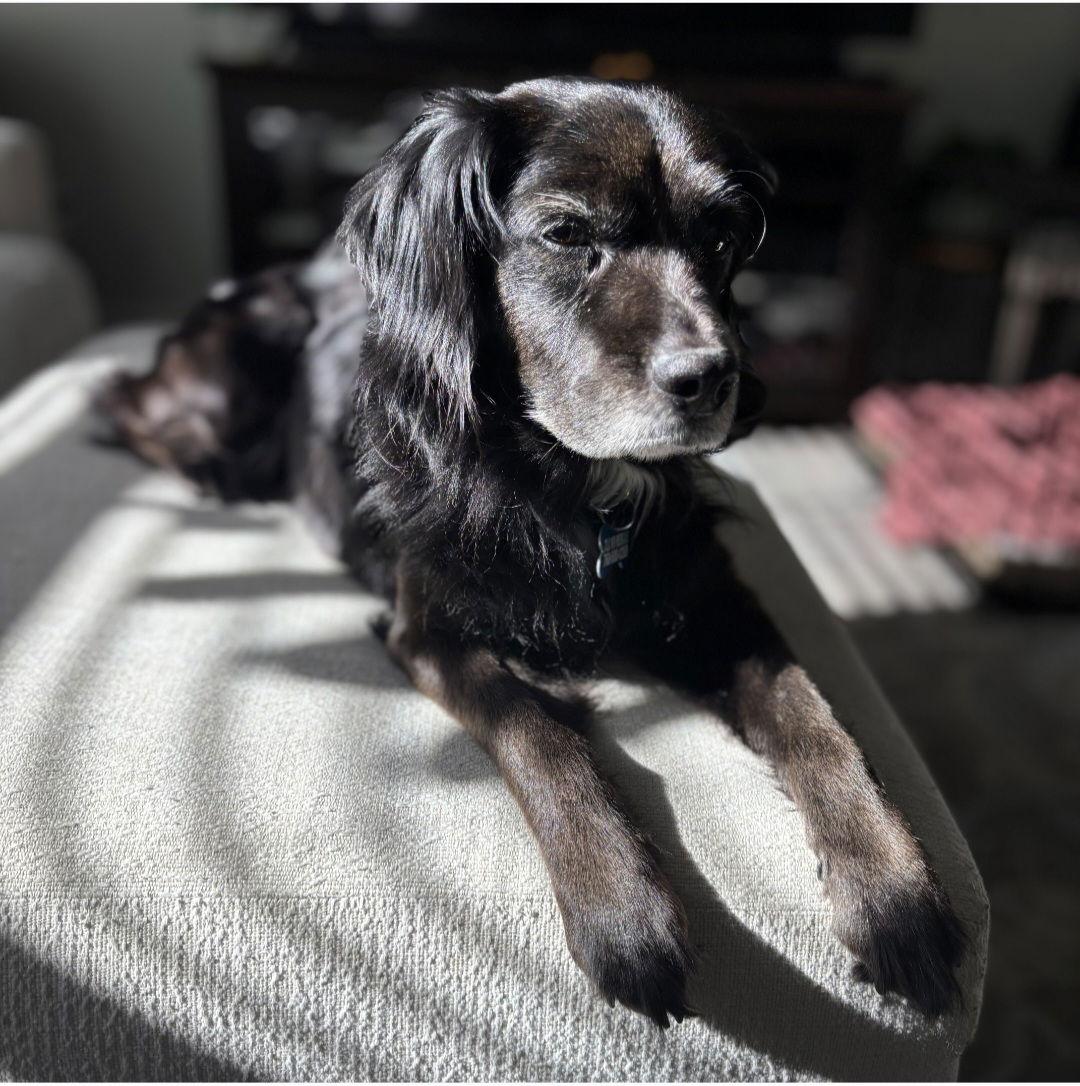 Enlarge Gracie, a Adoptable English Cocker Spaniel in Escondido, CA image 3/3