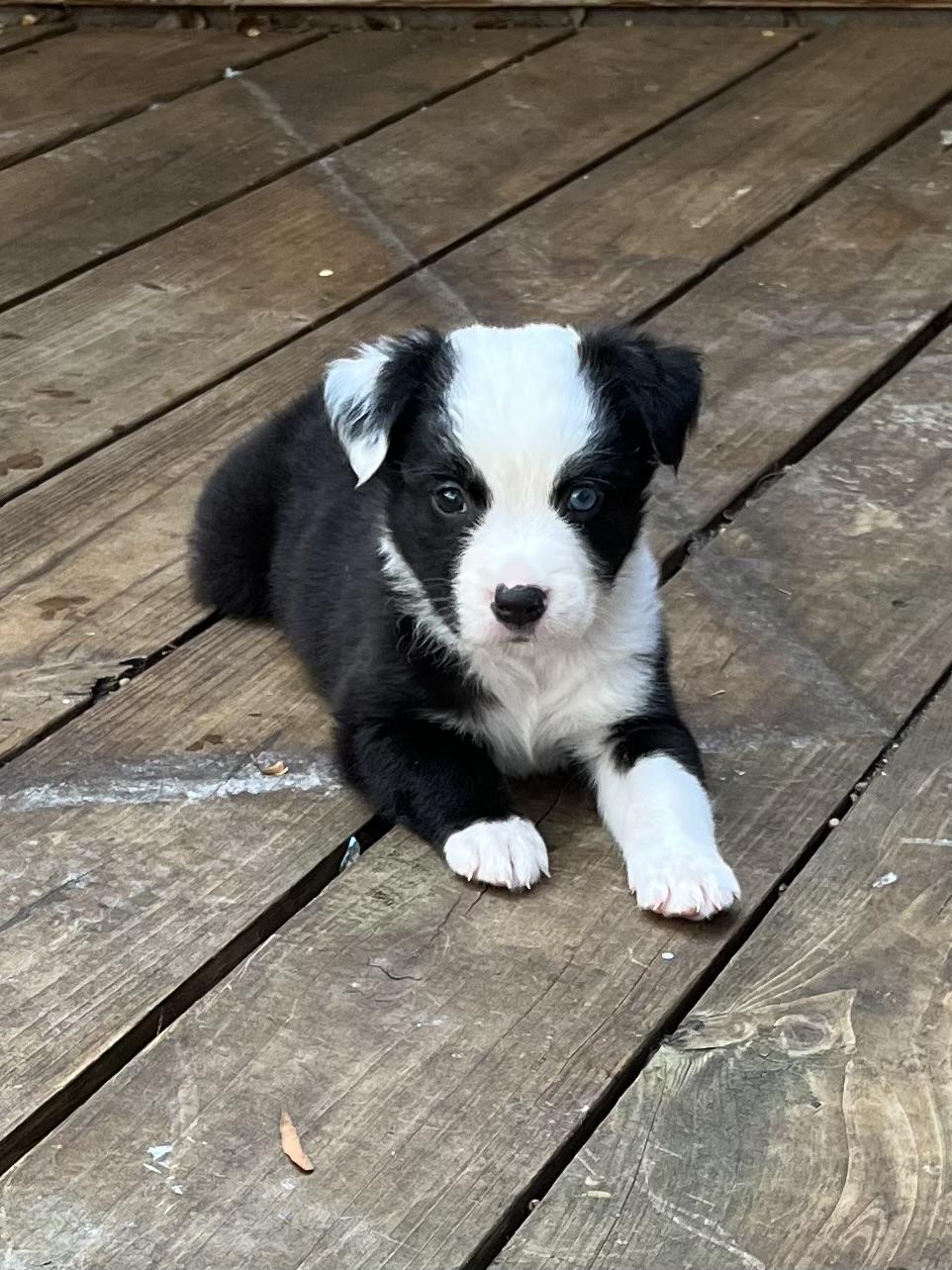 Enlarge Panda, an adopted mixed breed in Greensboro, GA image 1/5