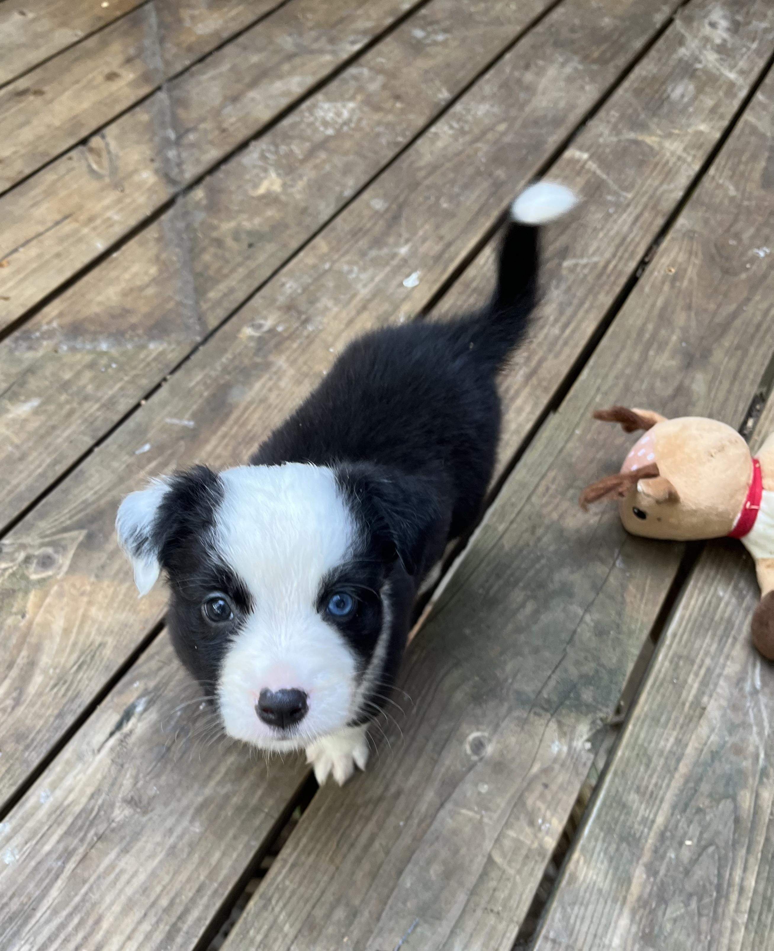 Enlarge Panda, an adopted mixed breed in Greensboro, GA image 3/5