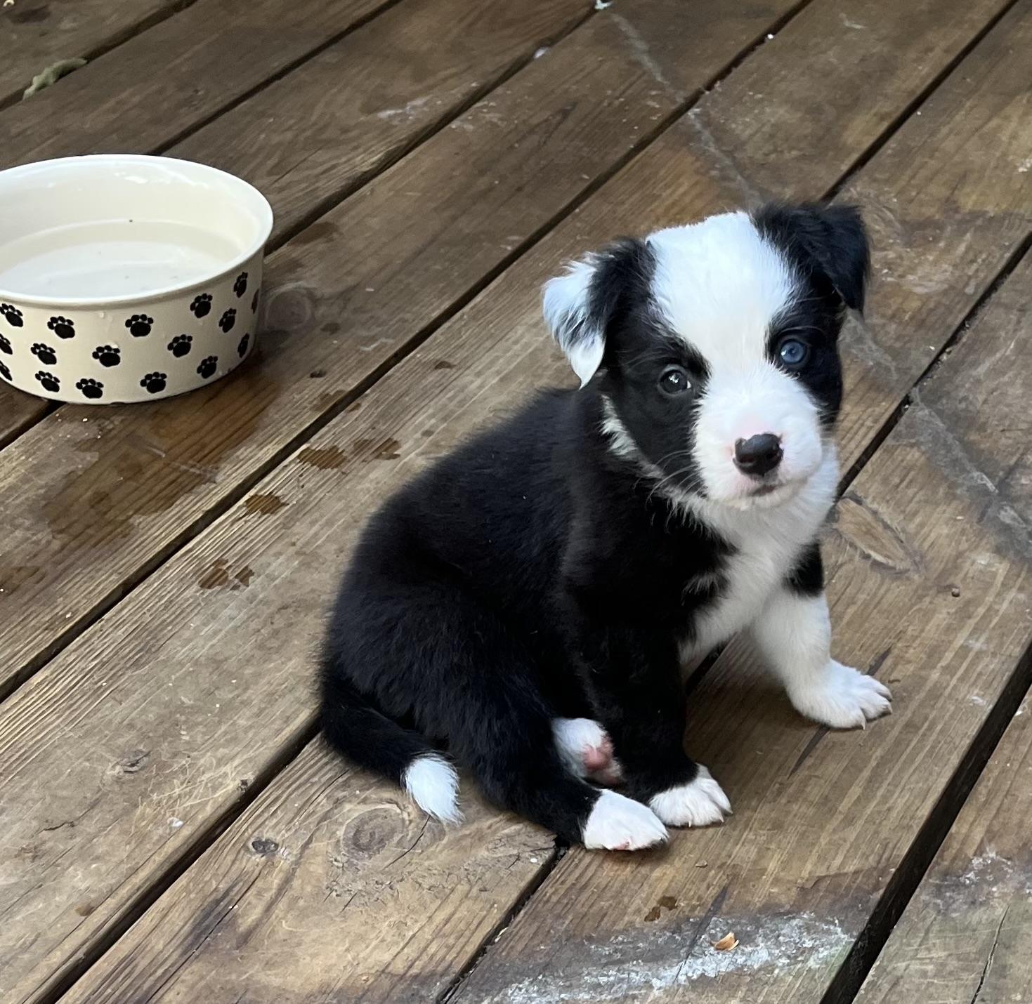 Enlarge Panda, an adopted mixed breed in Greensboro, GA image 2/5