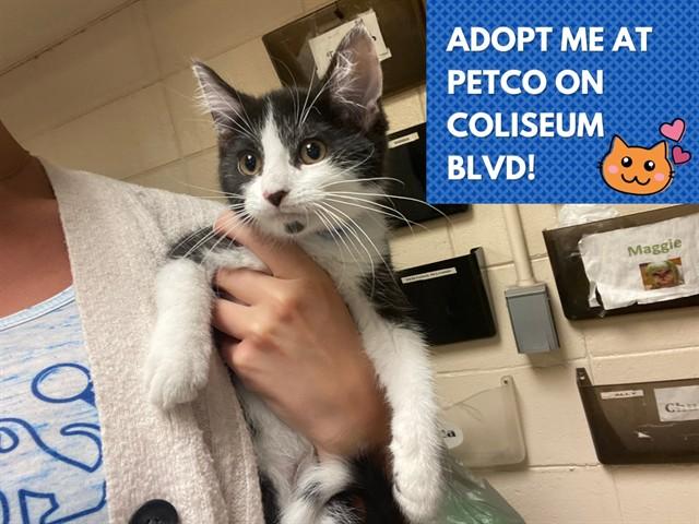 OGGIE, Adoptable, Kitten Male Domestic Short Hair.
