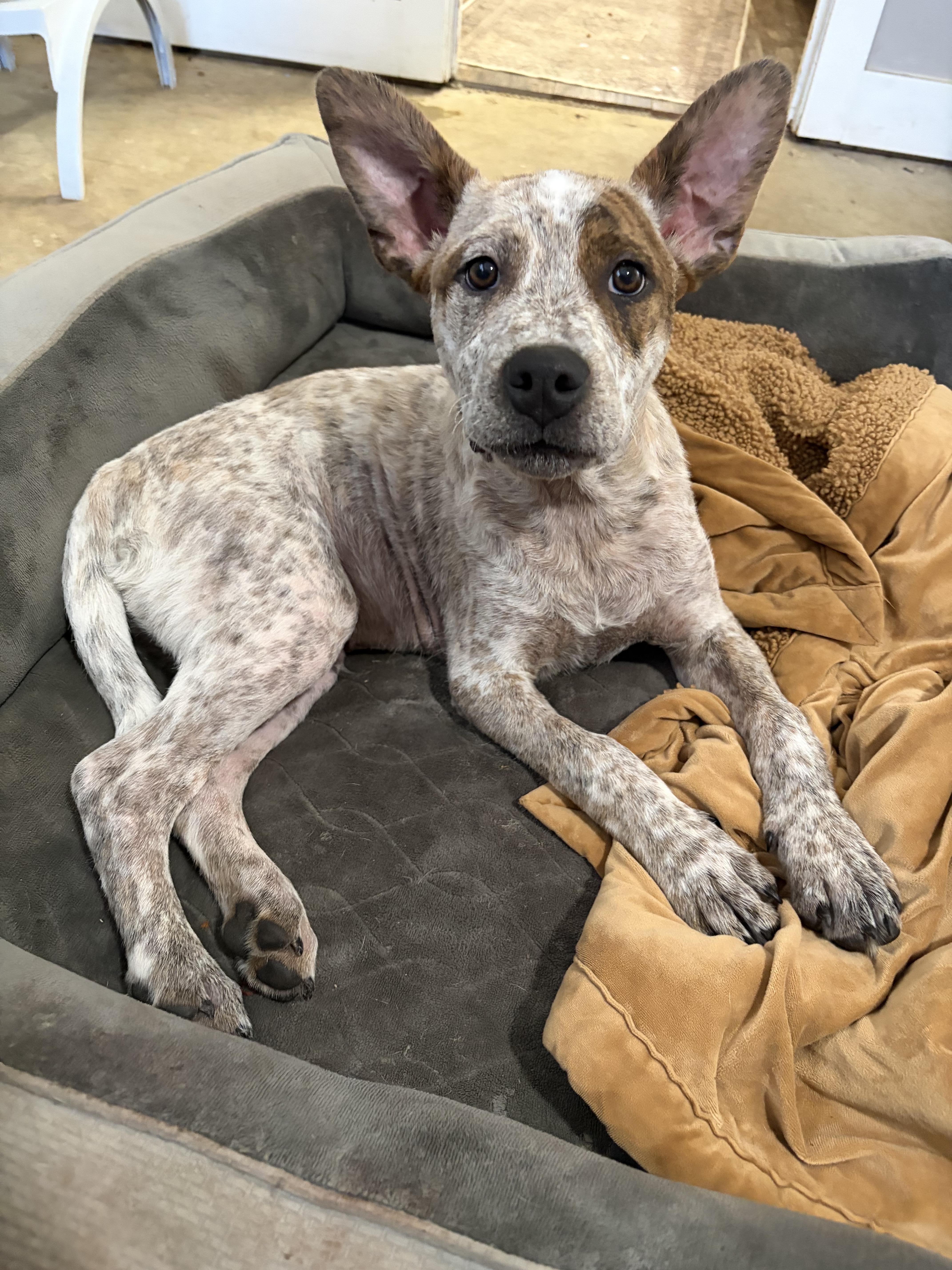 Enlarge CHARLIE, a Adoptable mixed breed in Cordova, TN image 3/5