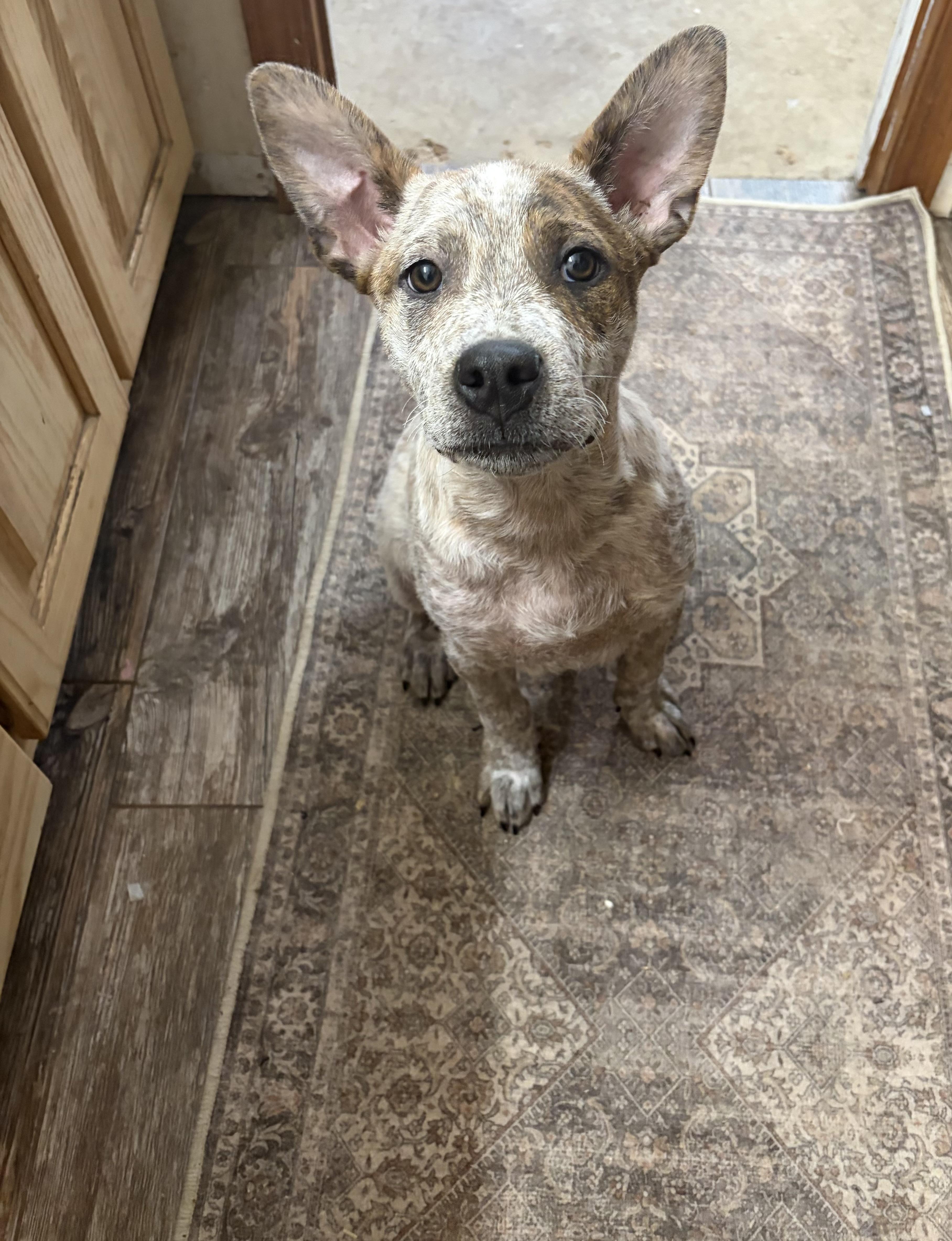 Enlarge CHARLIE, a Adoptable mixed breed in Cordova, TN image 4/5