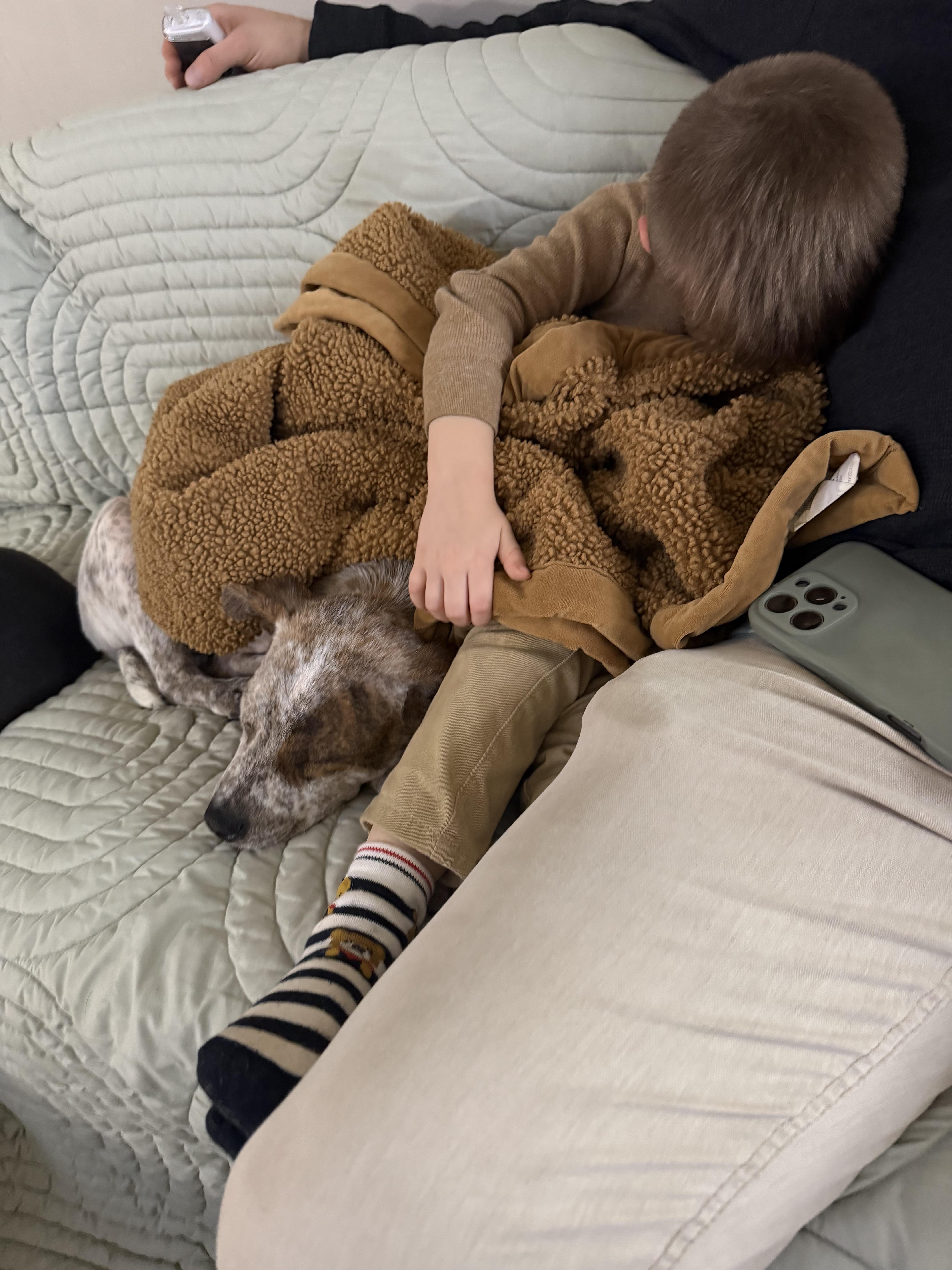 Enlarge CHARLIE, a Adoptable mixed breed in Cordova, TN image 5/5