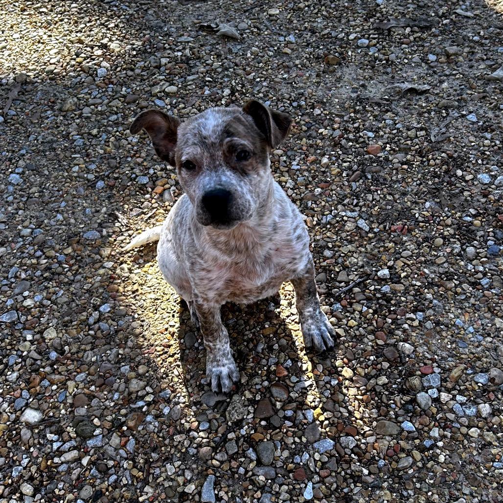 CHARLIE, a Adoptable mixed breed in Cordova, TN image 4/4