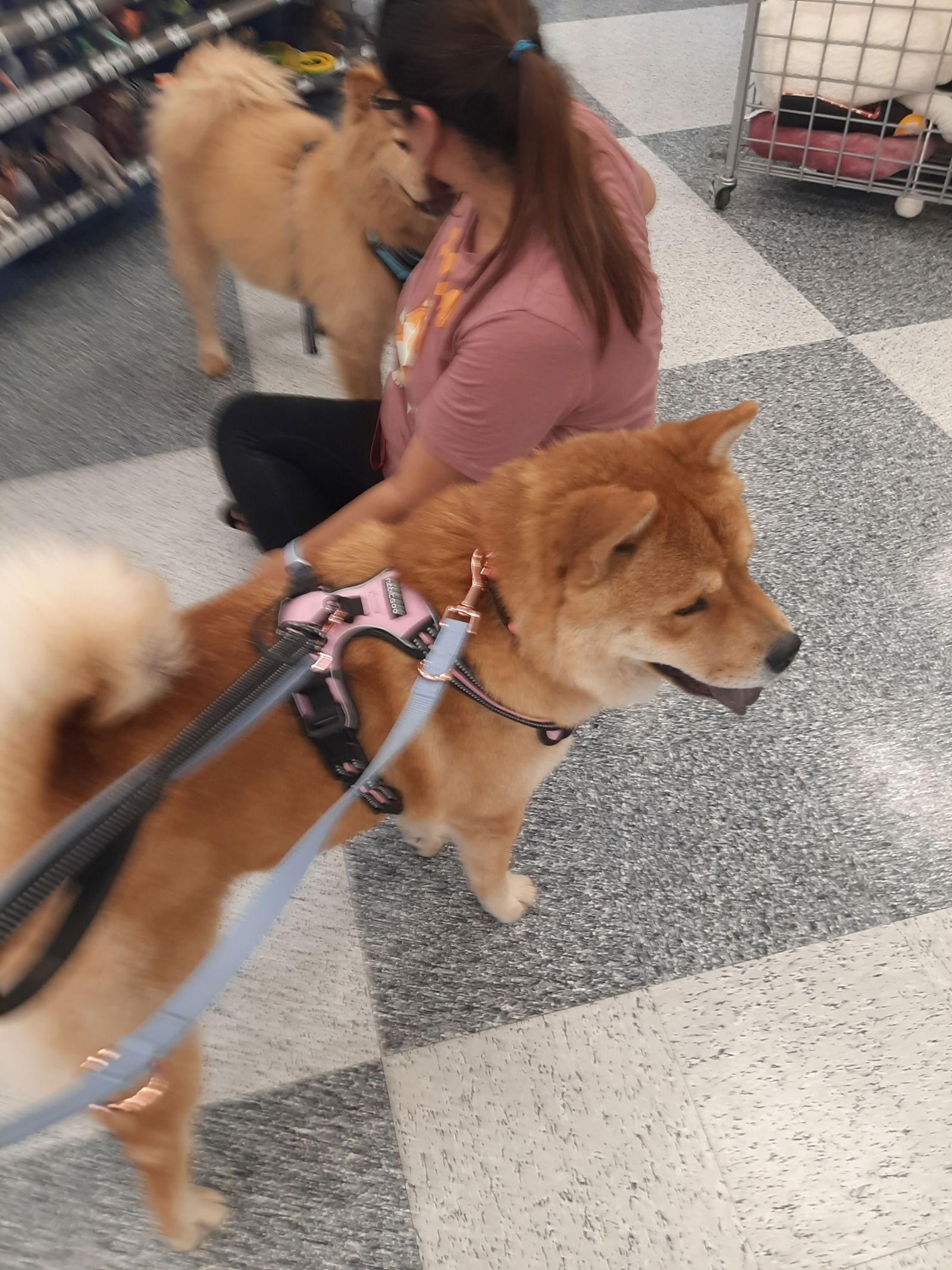 Enlarge MULAN, a Adoptable Chow Chow in San Antonio, TX image 1/3