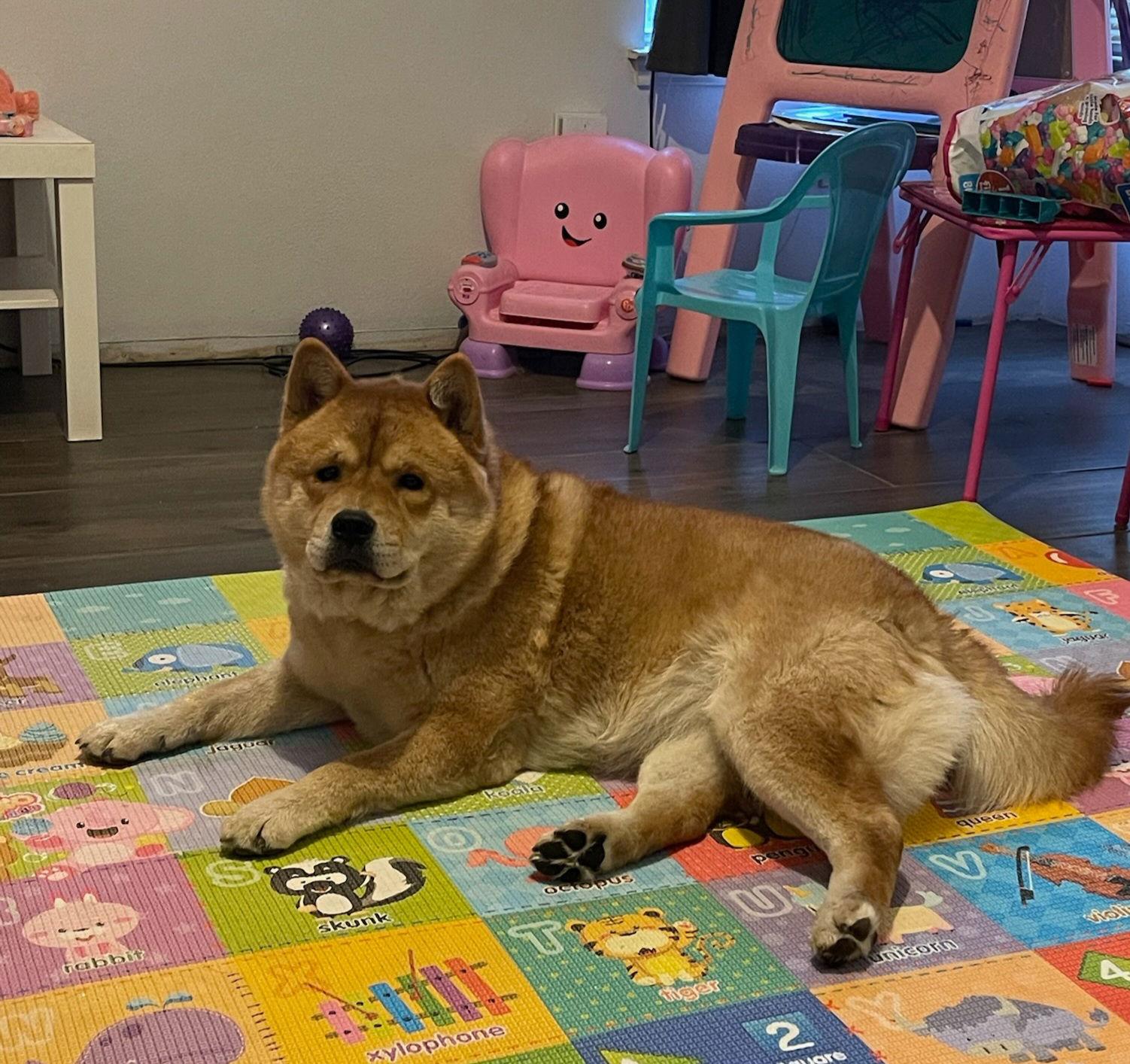Enlarge MULAN, a Adoptable Chow Chow in San Antonio, TX image 2/3