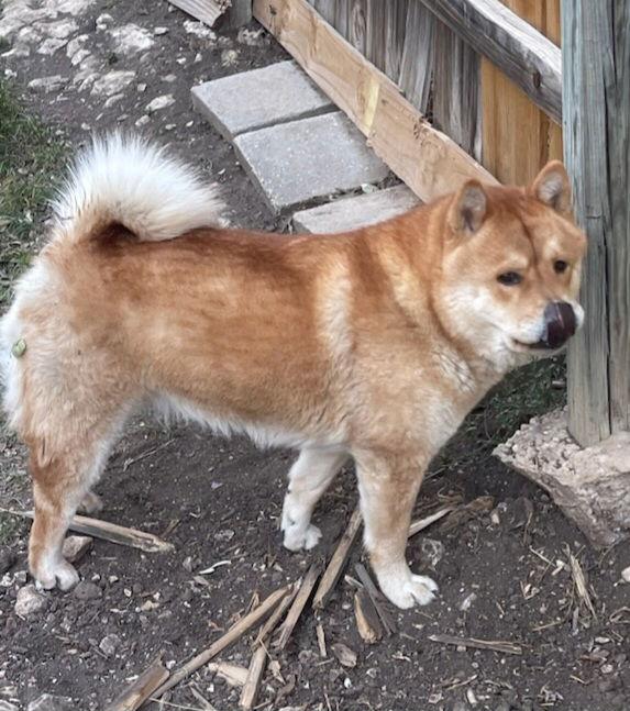 Enlarge MULAN, a Adoptable Chow Chow in San Antonio, TX image 3/3
