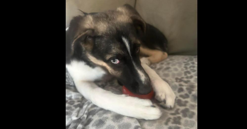 Colby (TX), Adoptable, Adult Male Terrier.