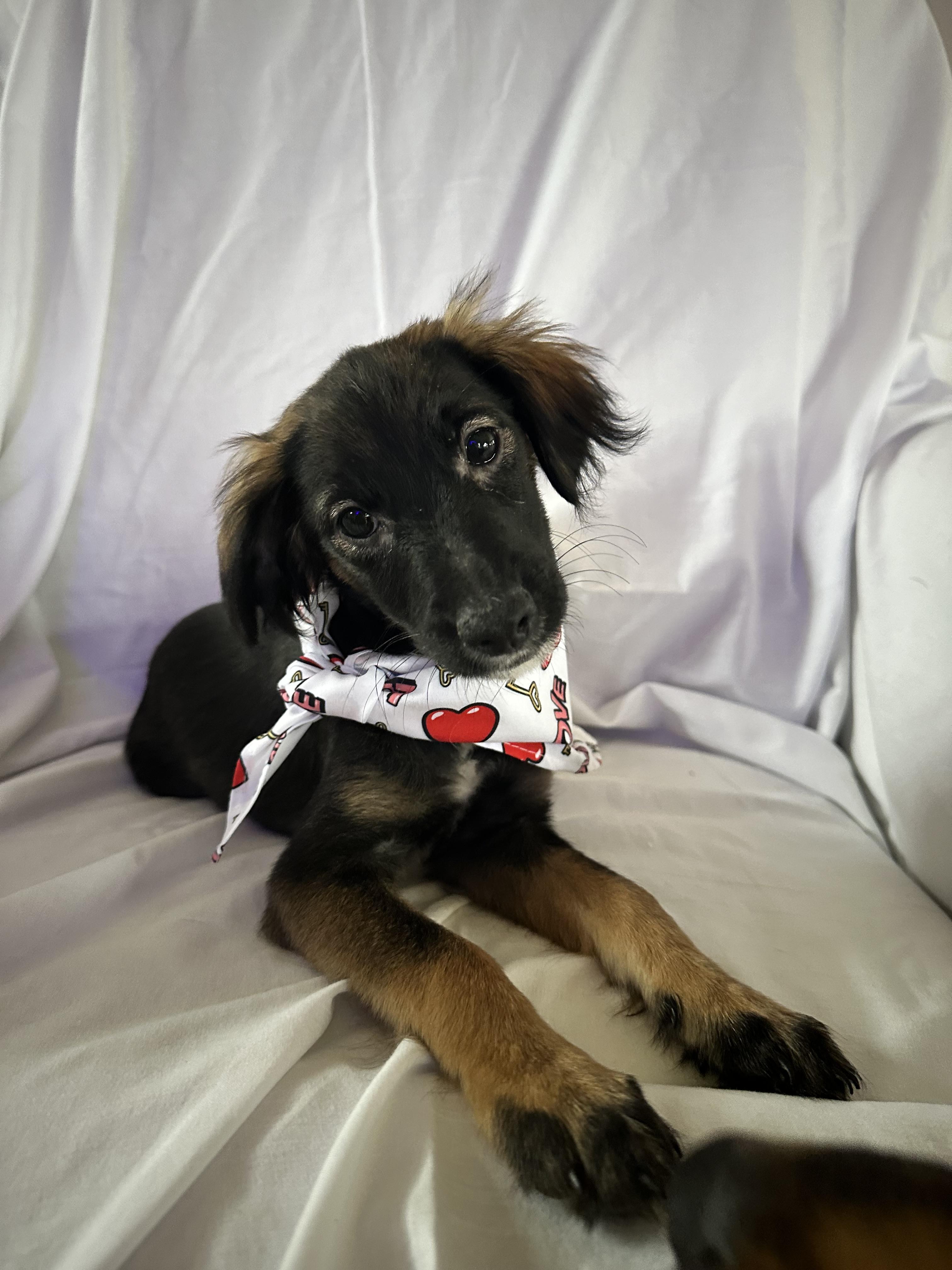 Enlarge Magnus, a Adopted mixed breed in Centereach, NY image 1/3