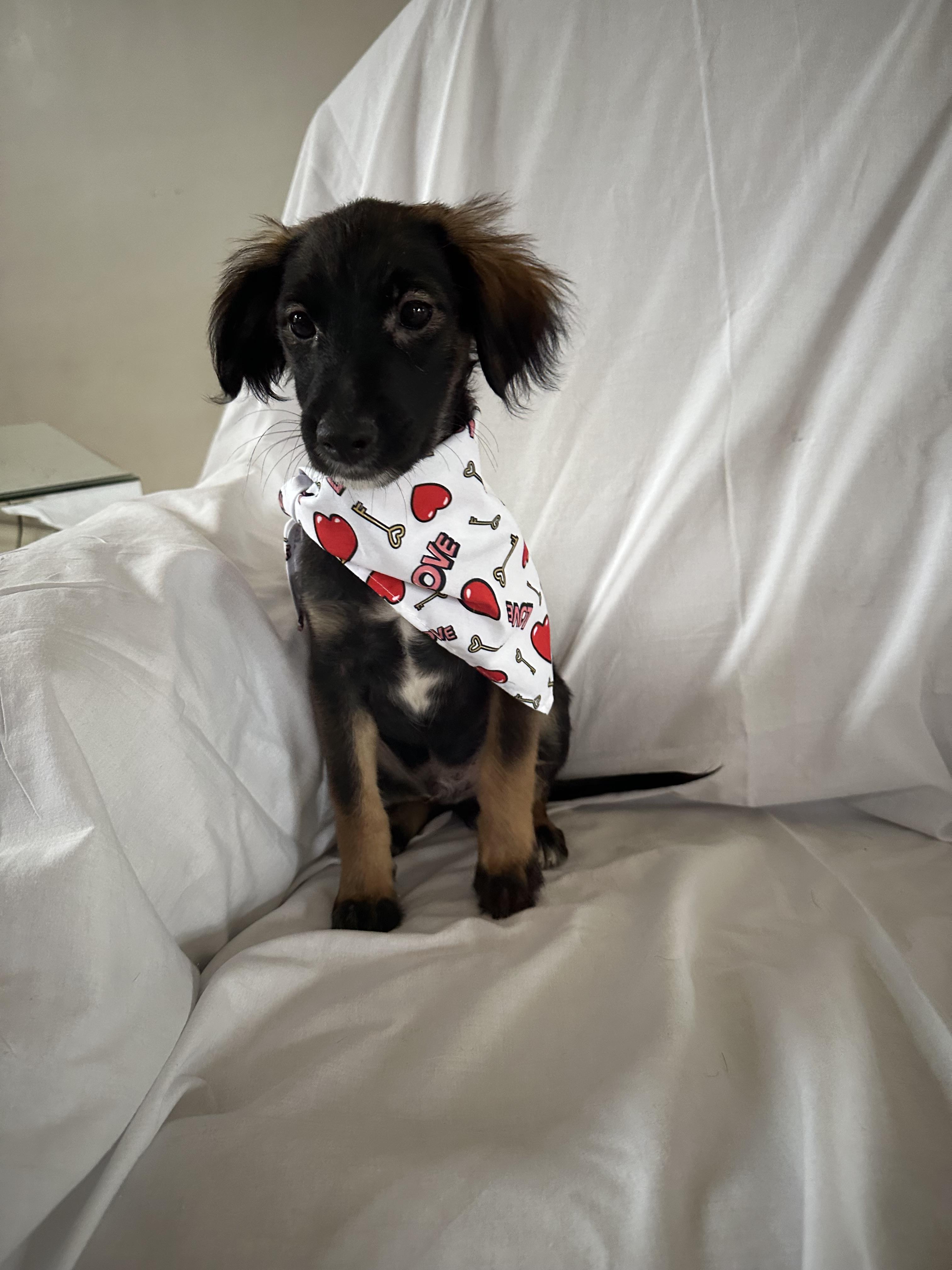 Enlarge Magnus, a Adopted mixed breed in Centereach, NY image 2/3