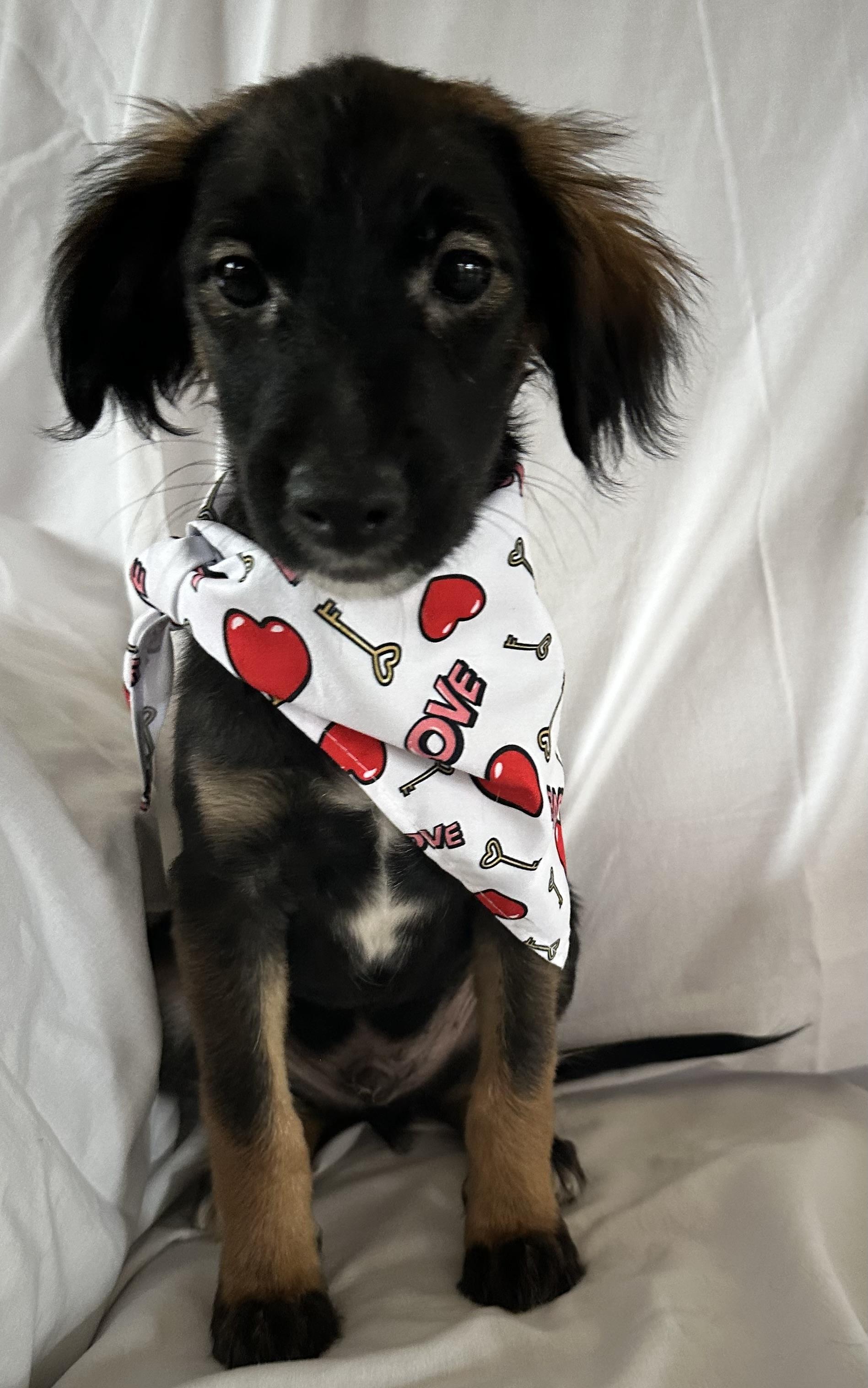 Enlarge Magnus, a Adopted mixed breed in Centereach, NY image 3/3