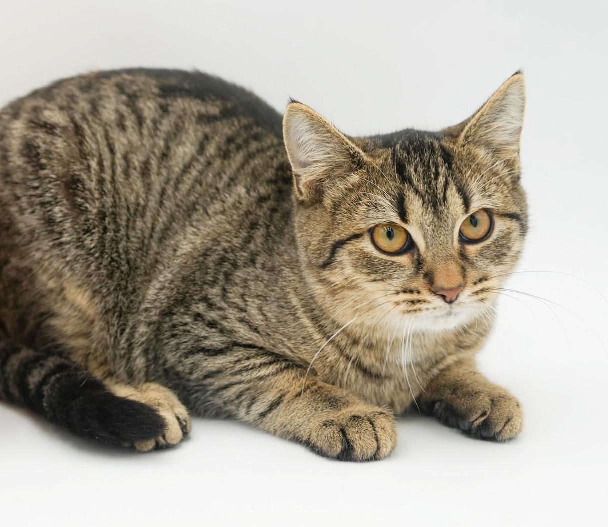 Cruella is the SWEETEST! Loves dogs kids EVERYONE!!  Can go solo - VIDEO!!