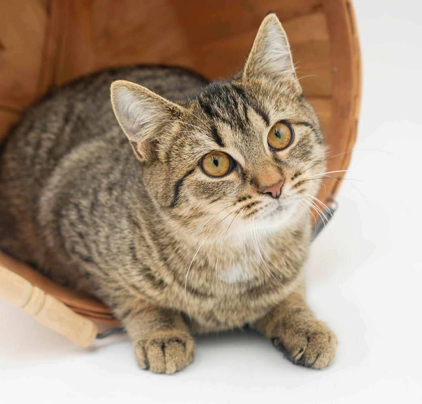 Cruella is the SWEETEST! Loves dogs kids EVERYONE!!  Can go solo - VIDEO!!