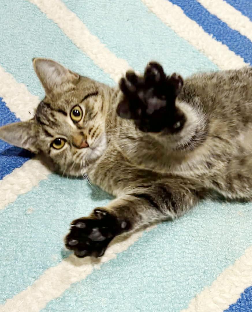 Cruella is the SWEETEST! Loves dogs kids EVERYONE!!  Can go solo - VIDEO!!