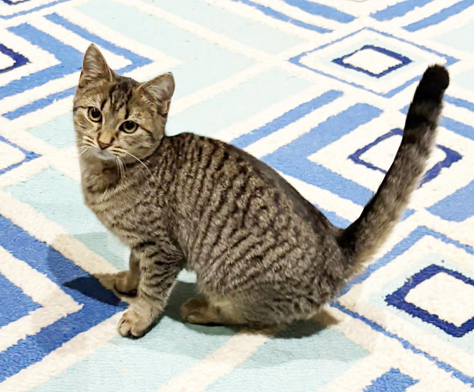 Cruella is the SWEETEST! Loves dogs kids EVERYONE!!  Can go solo - VIDEO!!