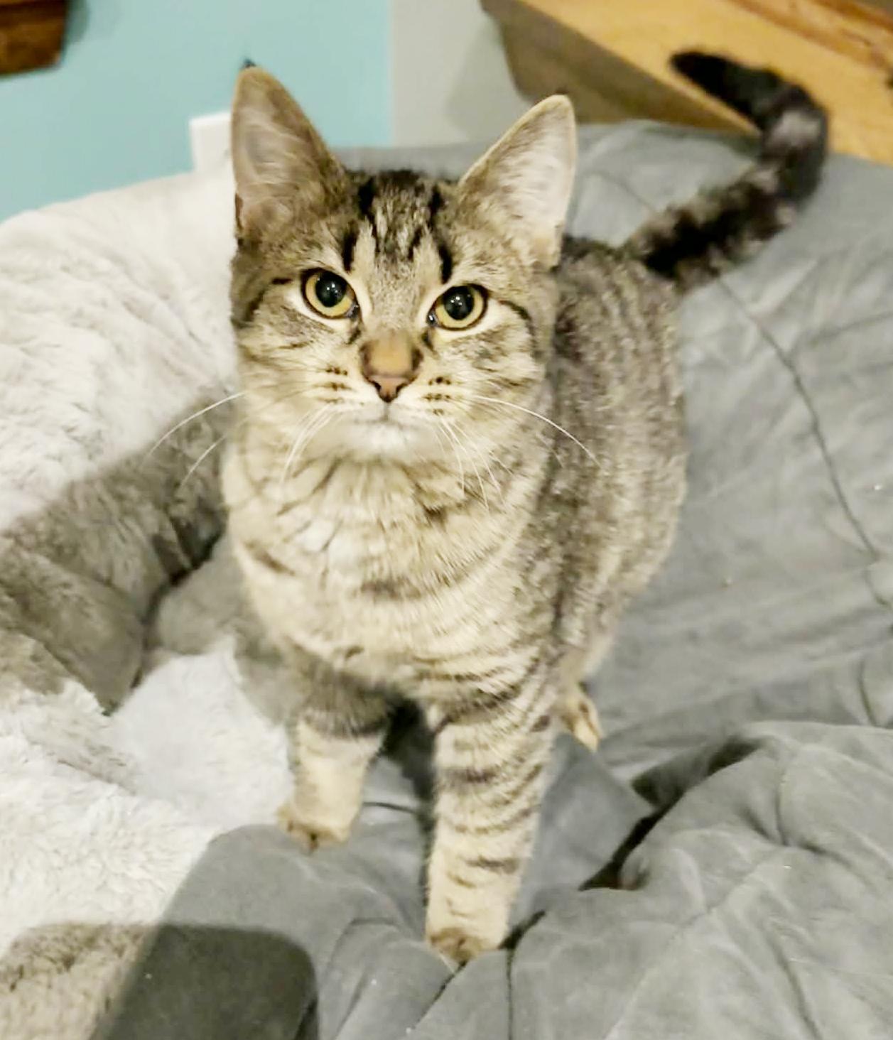 Cruella is the SWEETEST! Loves dogs kids EVERYONE!!  Can go solo - VIDEO!!