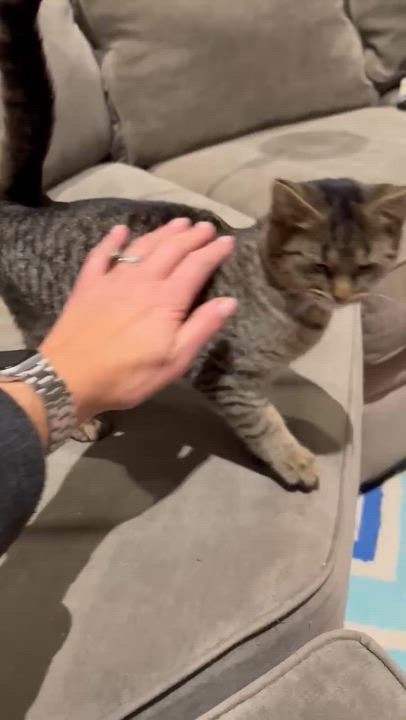 Enlarge Cruella is the SWEETEST! Loves dogs kids EVERYONE!!  Can go solo - VIDEO!!, a Adoptable mixed breed in Bedford Hills, NY video 5/6