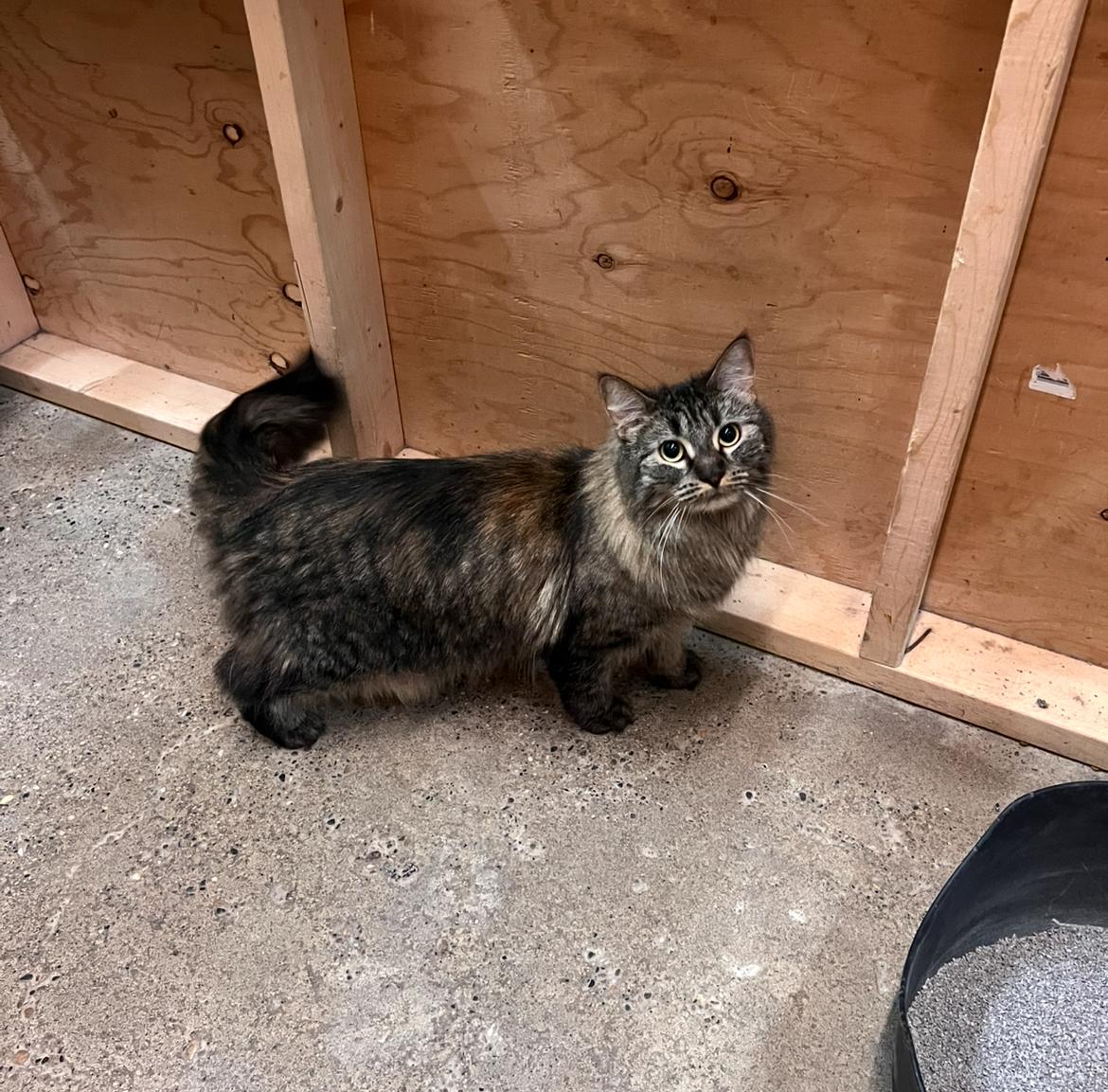 Wren, Adoptable, Adult Female Domestic Medium Hair.