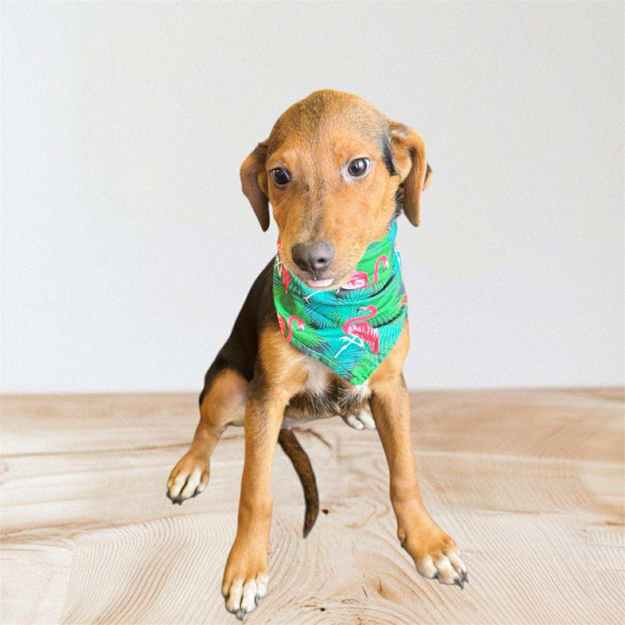 Enlarge Suki, an adopted Mixed Breed in GREENVILLE, NC image 2/2