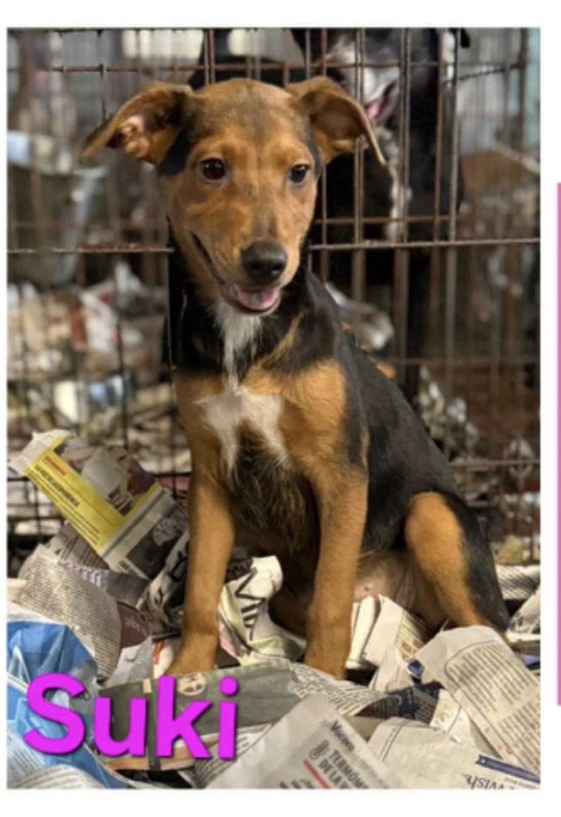 Enlarge Suki, an adopted Mixed Breed in GREENVILLE, NC image 1/2