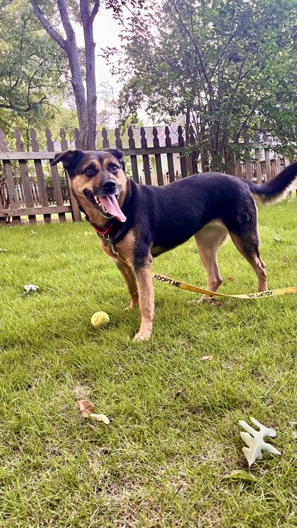 Jean, Adoptable, Adult Female Shepherd & Mixed Breed.