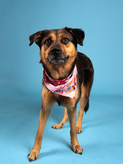 Enlarge Jean, a Adoptable mixed breed in Atlanta, GA image 2/3