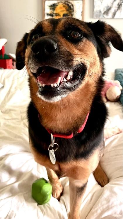 Enlarge Jean, a Adoptable mixed breed in Atlanta, GA image 3/3