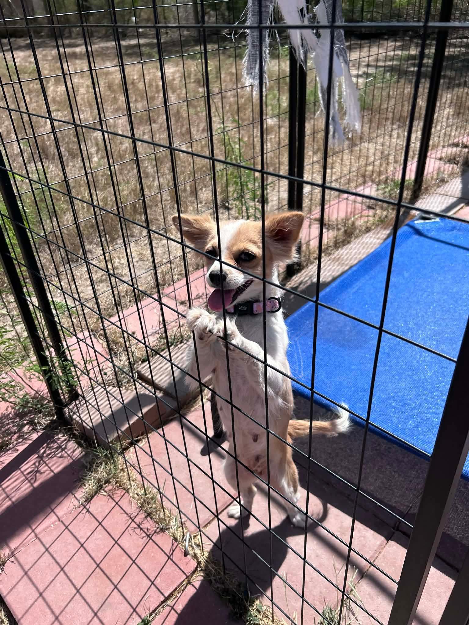 Enlarge Daisy, a ADOPTABLE mixed breed in Boise, ID image 1/3