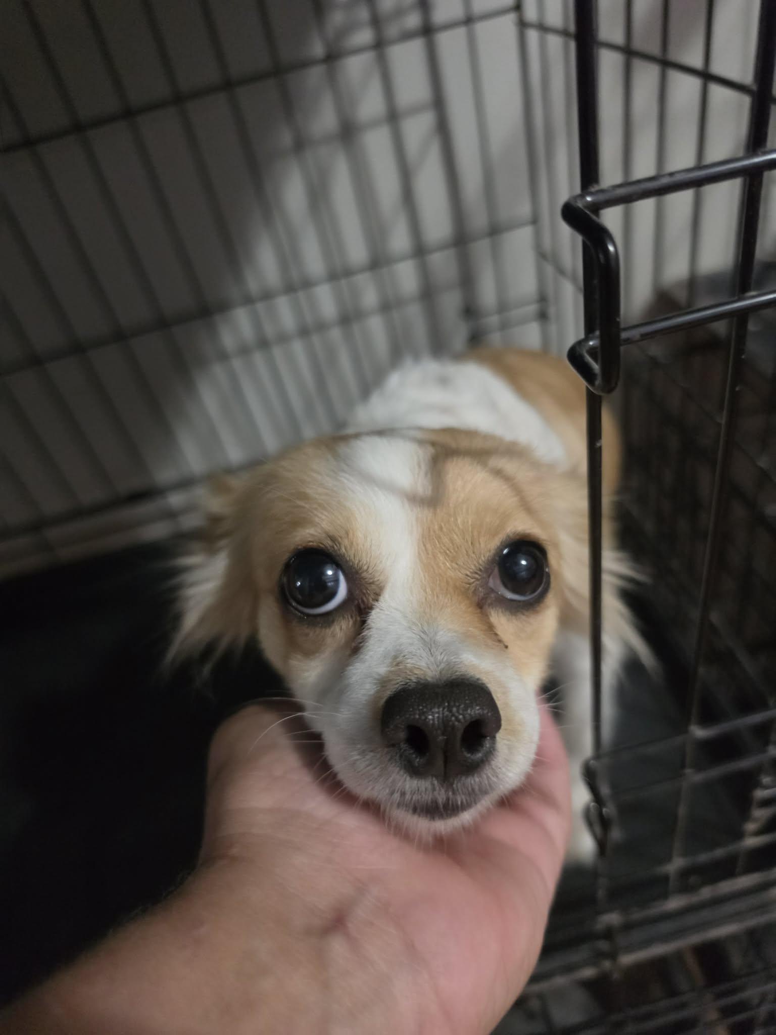 Daisy, adopted, Adult Female Pomeranian & Chihuahua.