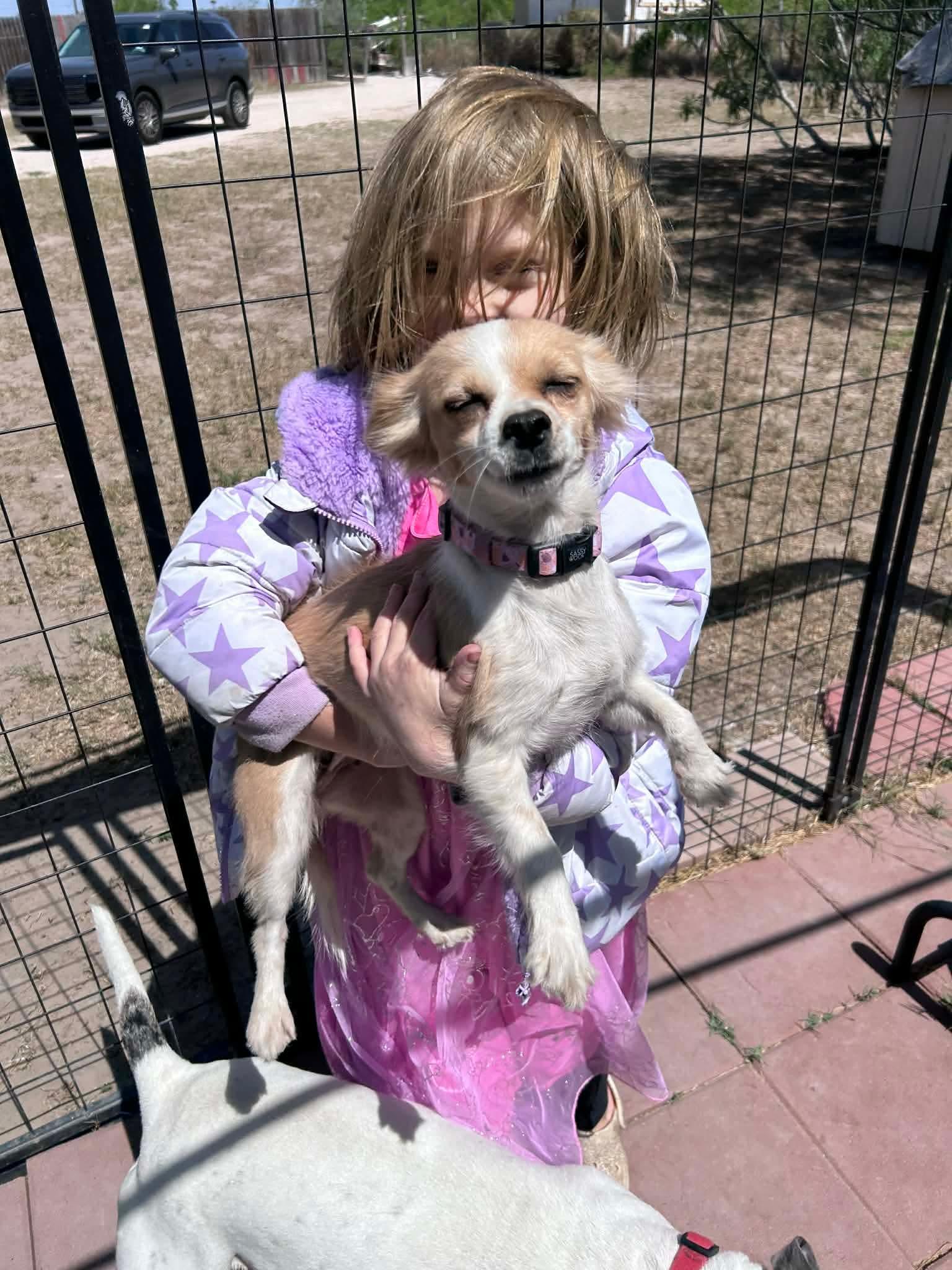 Enlarge Daisy, a ADOPTABLE mixed breed in Boise, ID image 2/3