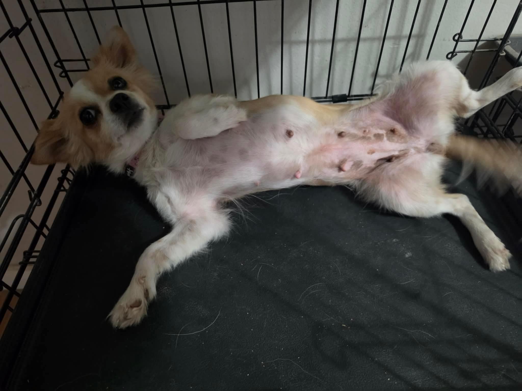 Enlarge Daisy, a ADOPTABLE mixed breed in Boise, ID image 3/3