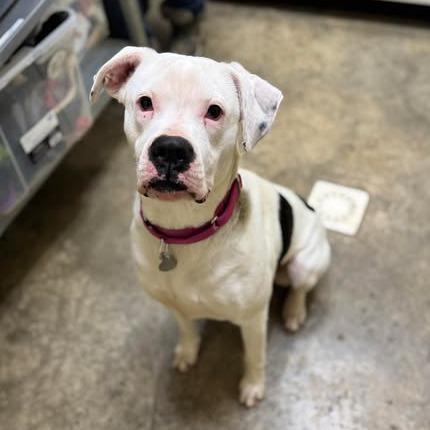 Aisling, Adoptable, Young Female Boxer.