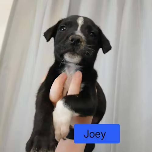 Joey