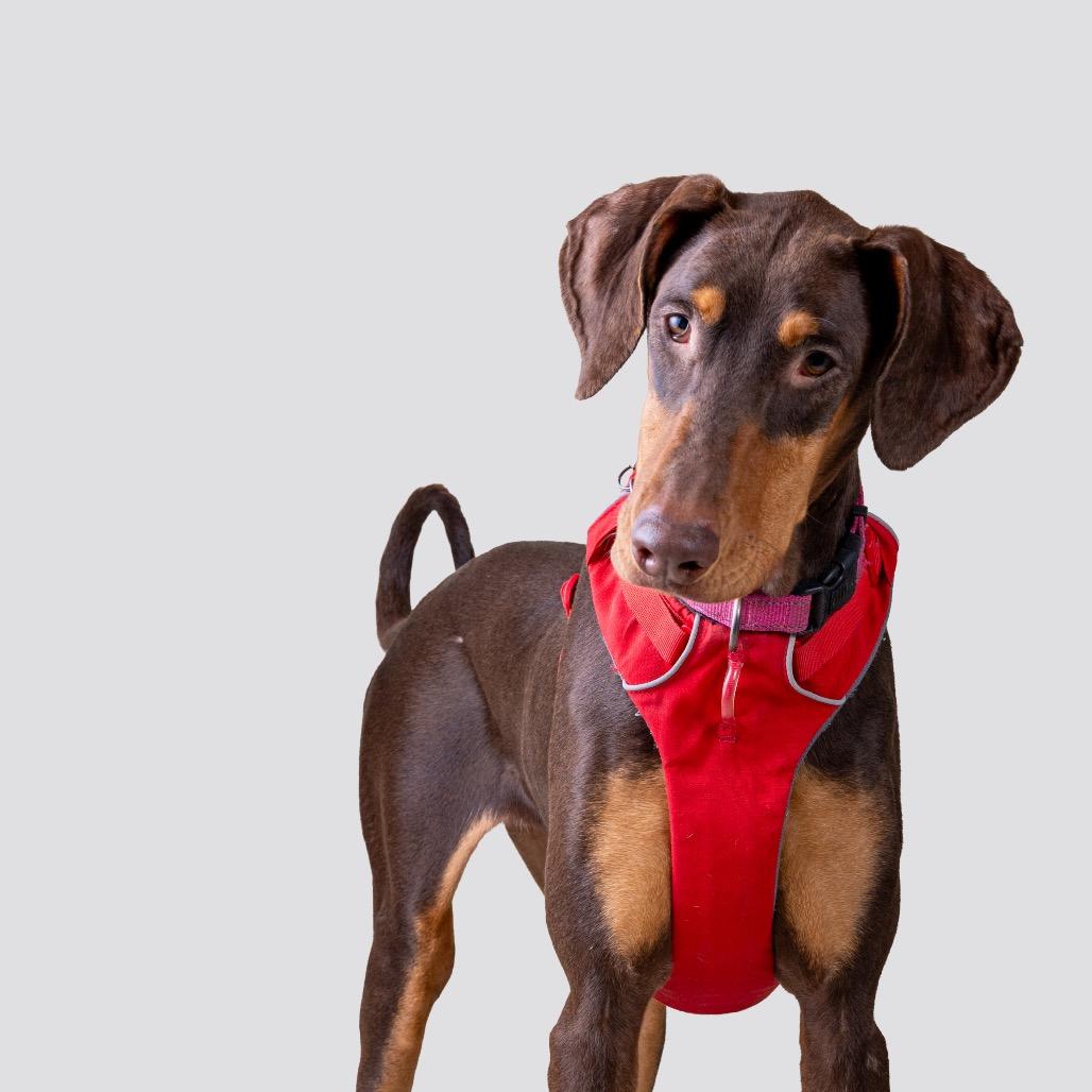 Enlarge Sailor, a Adoptable Doberman Pinscher in Pacific Grove, CA image 1/6