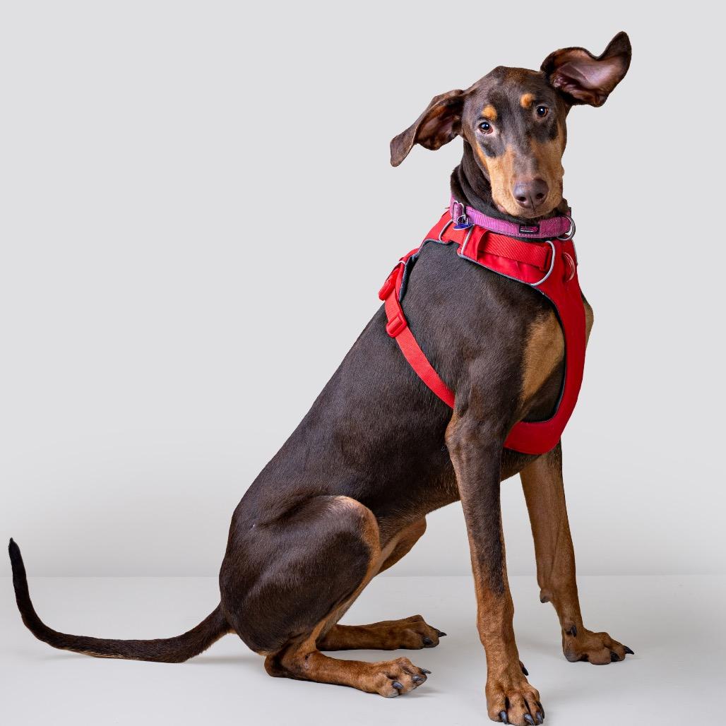 Enlarge Sailor, a Adoptable Doberman Pinscher in Pacific Grove, CA image 3/6