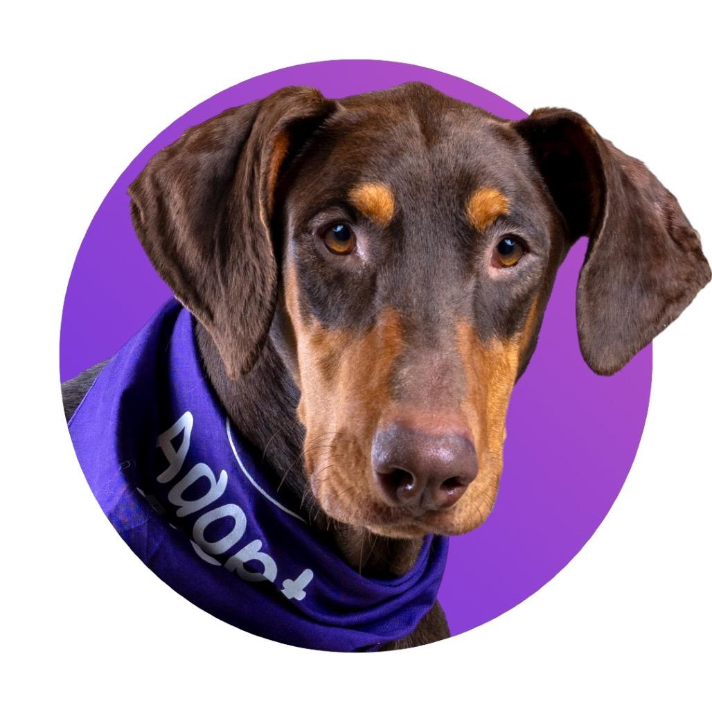 Enlarge Sailor, a Adoptable Doberman Pinscher in Pacific Grove, CA image 4/6