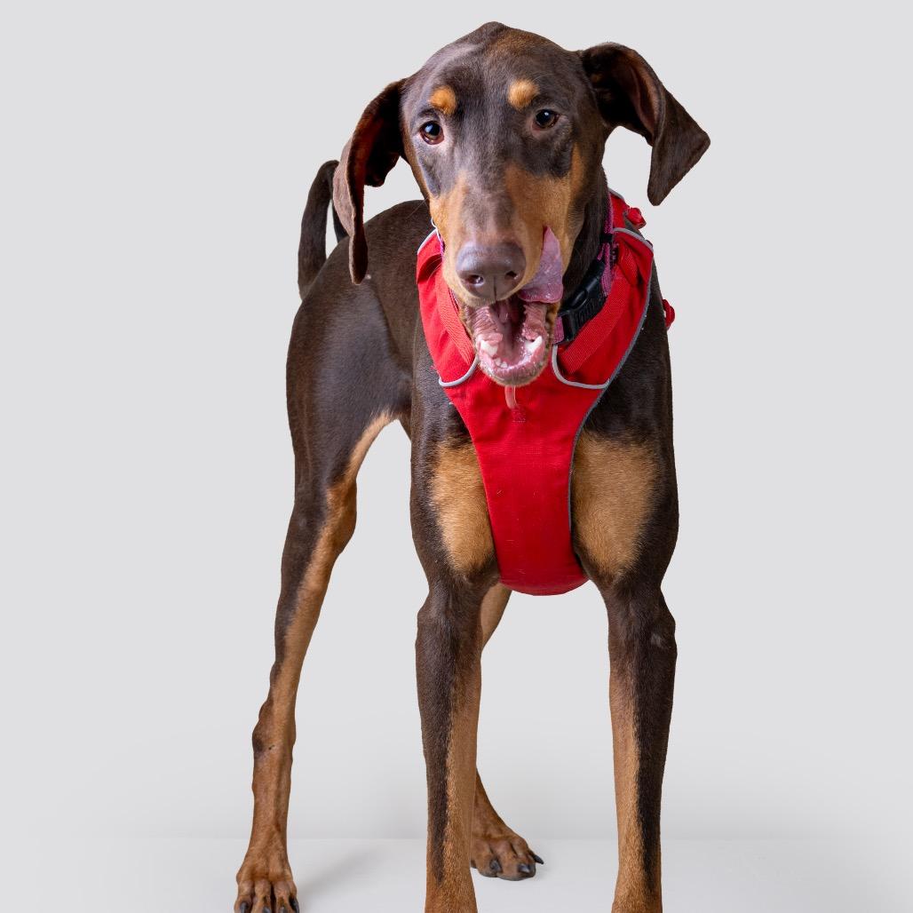 Enlarge Sailor, a Adoptable Doberman Pinscher in Pacific Grove, CA image 5/6