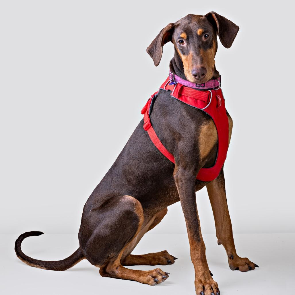 Enlarge Sailor, a Adoptable Doberman Pinscher in Pacific Grove, CA image 6/6