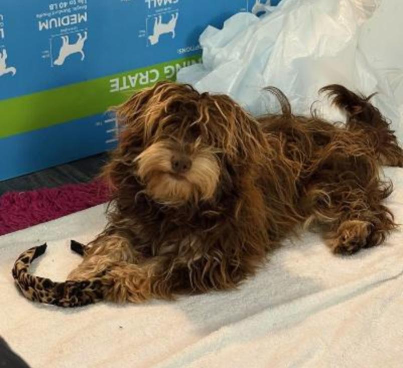 Enlarge COCO PUFF, an adopted mixed breed in Carroll, OH image 1/1