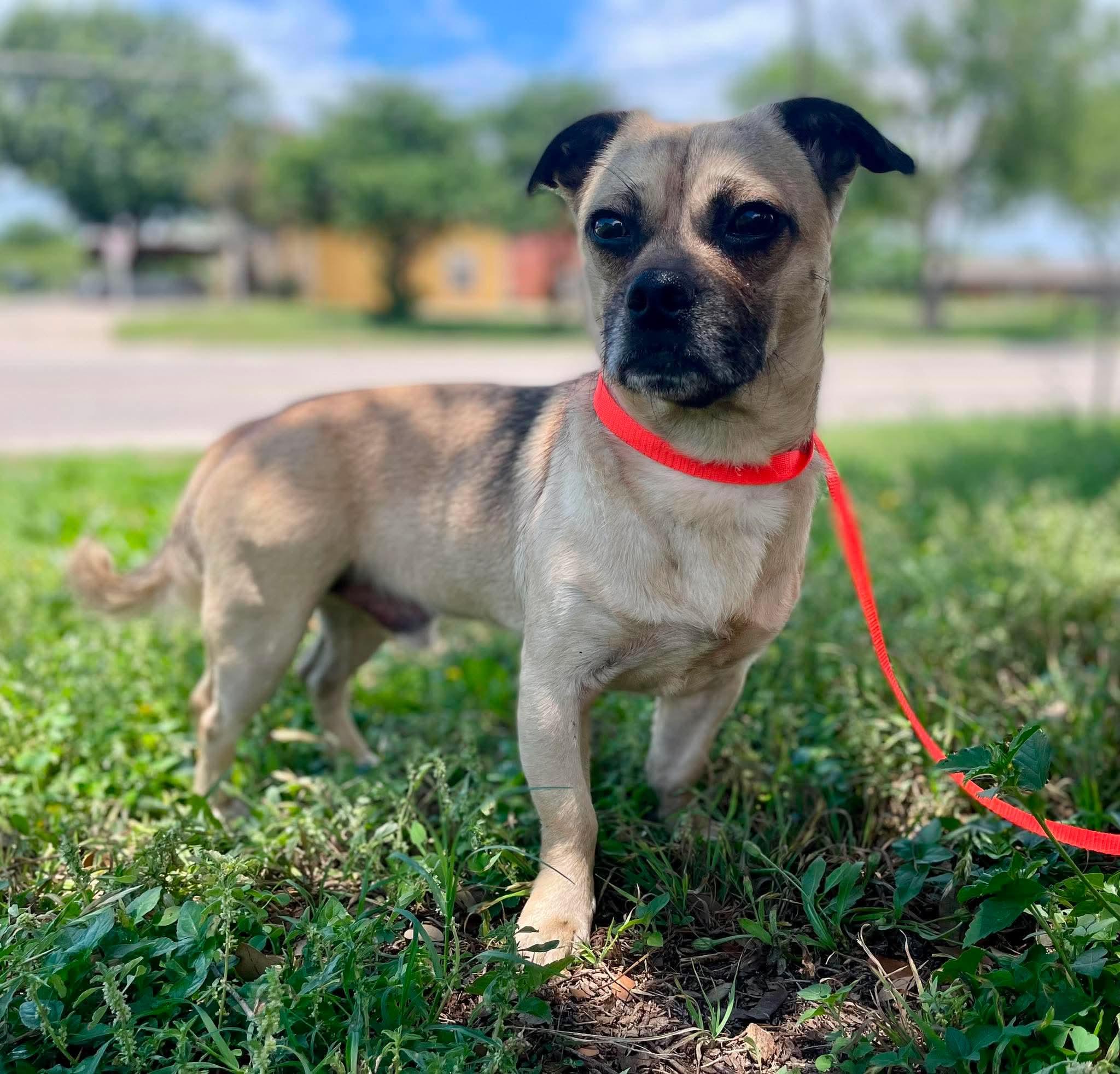 Troy, adopted, Adult Male Pug.