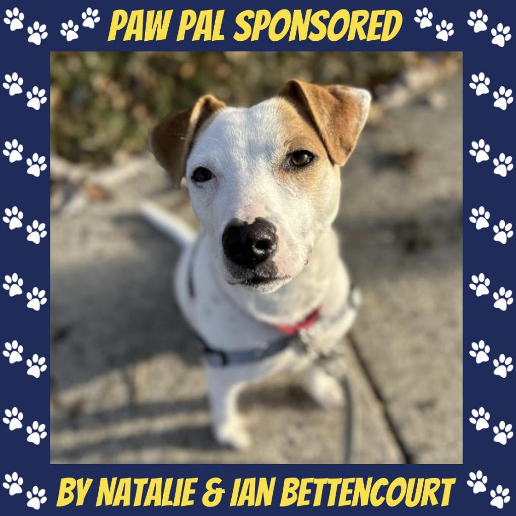 Enlarge Harry, a Adoptable mixed breed in Falls Church, VA image 1/6