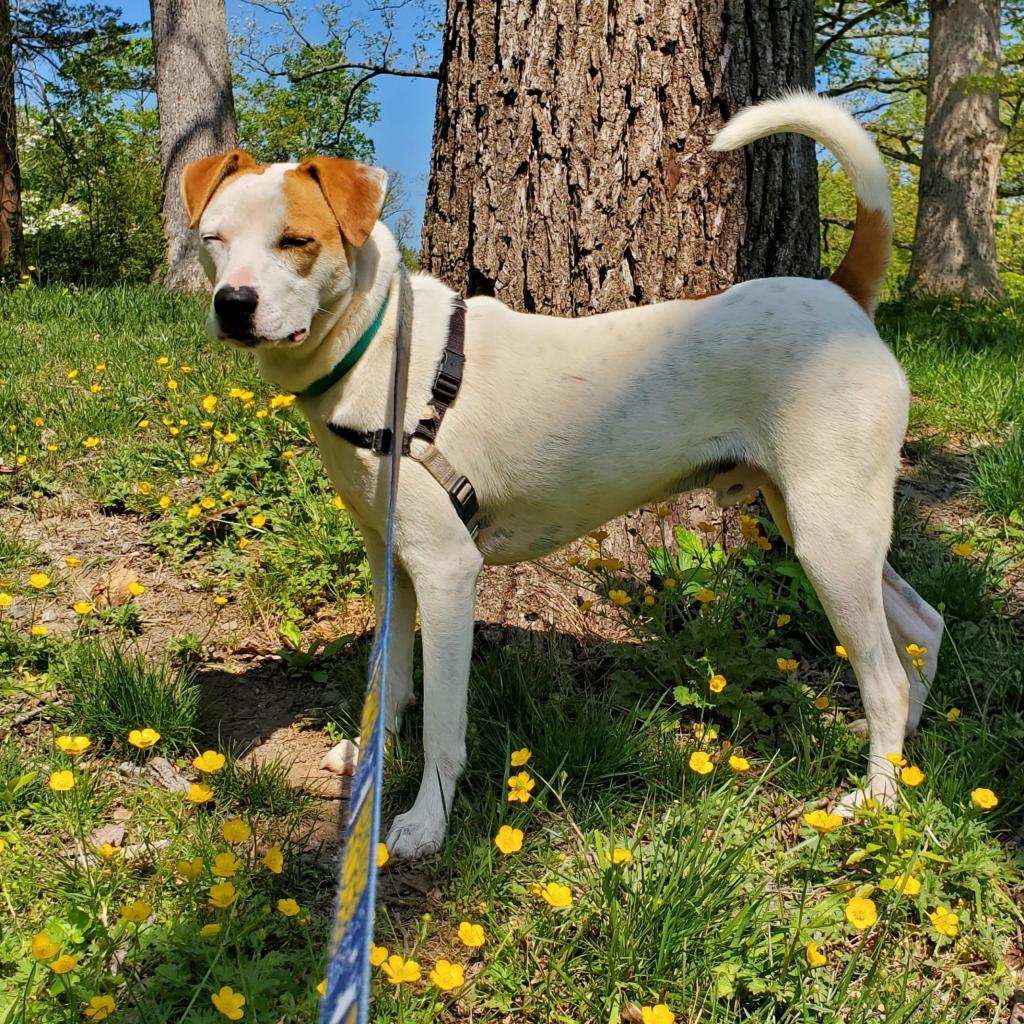 Enlarge Harry, a Adoptable mixed breed in Falls Church, VA image 5/6