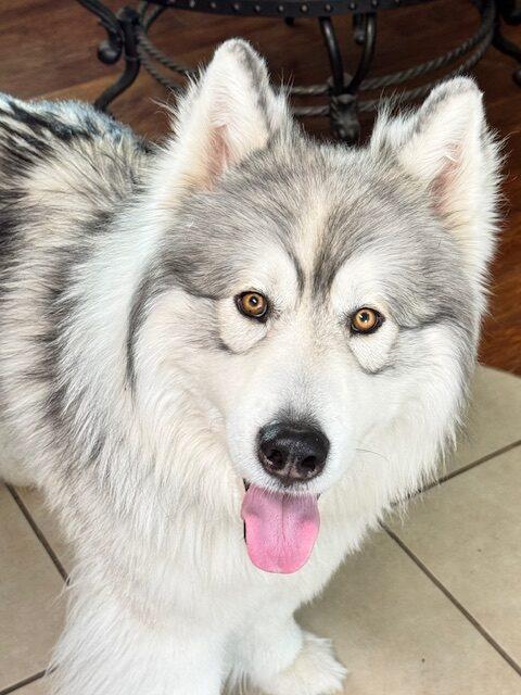 Enlarge Bubba, an adopted Alaskan Malamute in Boise, ID image 1/1
