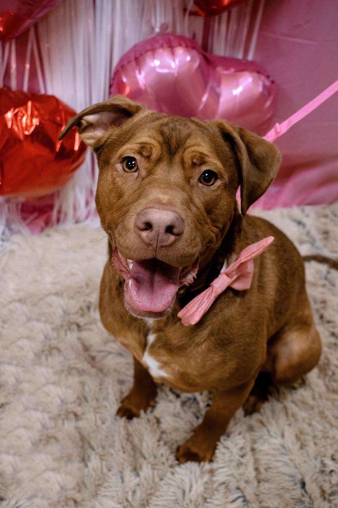 Fetch, a Adoptable mixed breed in Frankfort, NY image 1/6